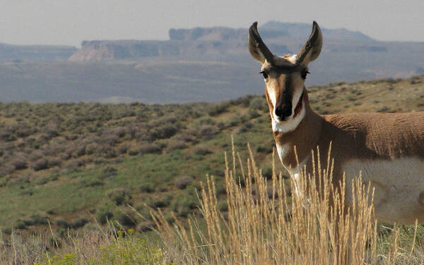 Flaming Gorge Art Print featuring the photograph Wyoming Pronghorn by KATIE Vigil