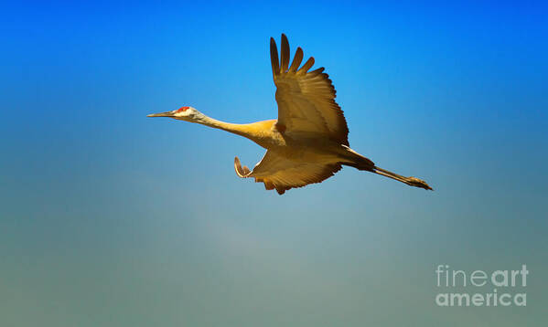 Sandhill Crane Art Print featuring the photograph Your Flight has been captured by Todd Bielby