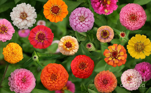 Zinnia Art Print featuring the photograph Zinnia Garden by E B Schmidt