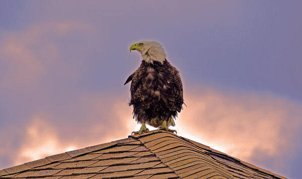 Birds Of Prey Art Print featuring the photograph Bald Eagle #1 by Bill Hosford