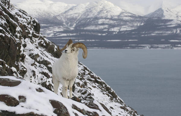 Mp Art Print featuring the photograph Dall Sheep Ovis Dalli Ram, Yukon #1 by Michael Quinton