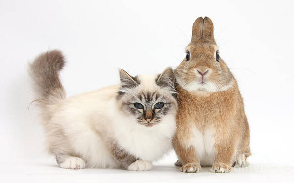 Nature Art Print featuring the photograph Tabby-point Birman Cat And Rabbit #7 by Mark Taylor