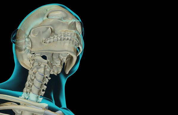 Horizontal Art Print featuring the digital art The Bones Of The Head And Neck #1 by MedicalRF.com