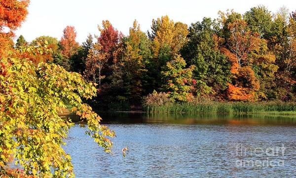 Nature Art Print featuring the photograph Sugar Ridge State Fish and Wildlife Area #45 by Jack R Brock