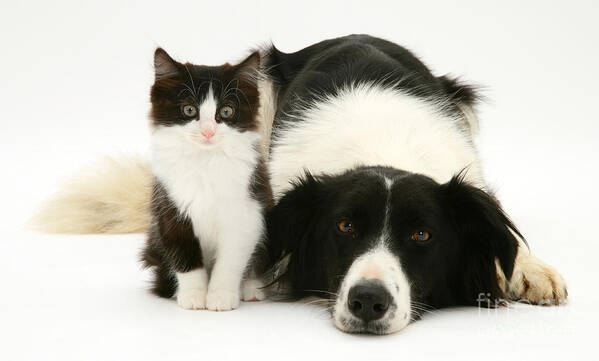 Domestic Art Print featuring the photograph Border Collie And Kitten #6 by Jane Burton