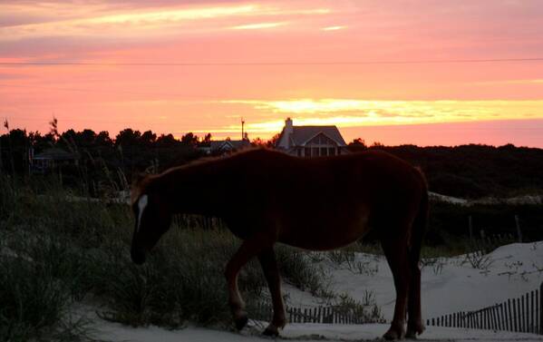 Wild Spanish Mustang Art Print featuring the photograph A Perfect Sunset at the Beach by Kim Galluzzo