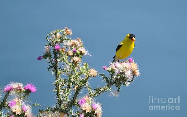 Bird Art Print featuring the photograph American Goldfinch by Elaine Manley