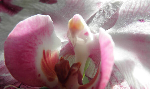 Orchid Art Print featuring the photograph Angel Winged Orchid by Kim Galluzzo Wozniak