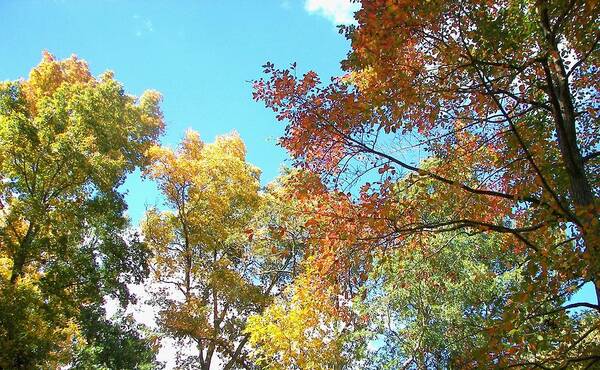 Nature Art Print featuring the photograph Autumn's Vibrant Image by Pamela Hyde Wilson