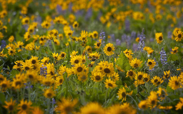 Flora Art Print featuring the photograph Balsamroot and Lupine by Jon Ares