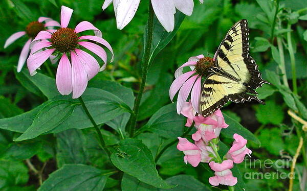 Butterfly Art Print featuring the photograph Beauty Rest by Jim Simak