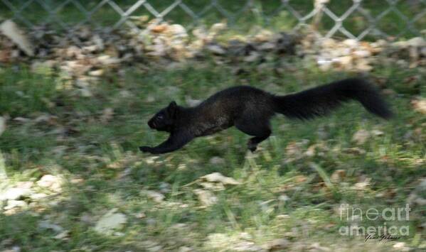 Black Art Print featuring the photograph Black Squirrl on Run by Yumi Johnson