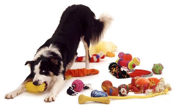Dog Art Print featuring the photograph Border Collie With Toys by Jane Burton