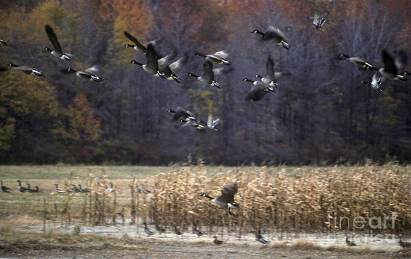 Canada Goose Art Print featuring the photograph Canadian Geese in Flight by Craig Lovell