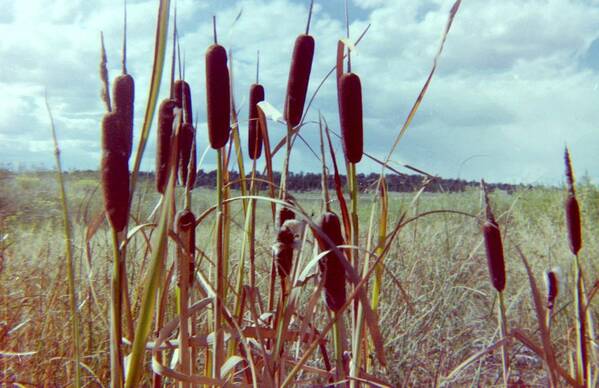 Cattails Art Print featuring the photograph Cat Tails by Bonfire Photography
