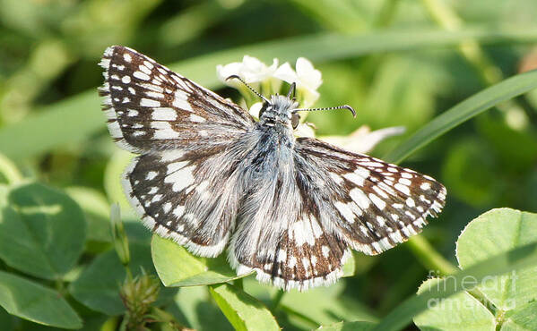 Checkered Skipper Art Print featuring the photograph Checkered Skipper on Clover 1 by Robert E Alter Reflections of Infinity