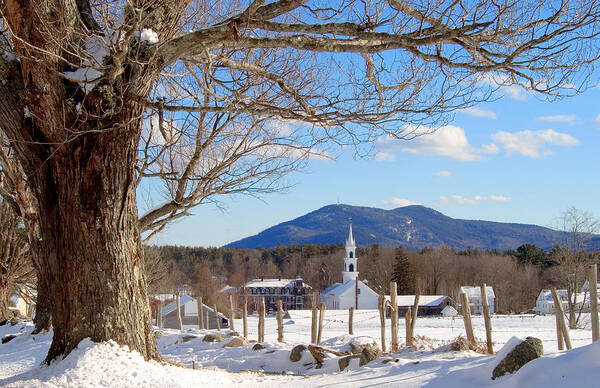 Tamworth Art Print featuring the photograph Classis Tamworth Trees Winter by Larry Landolfi