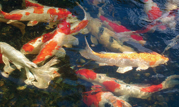 Kio/koi Fish/ponds Art Print featuring the photograph Colors by Dan Menta