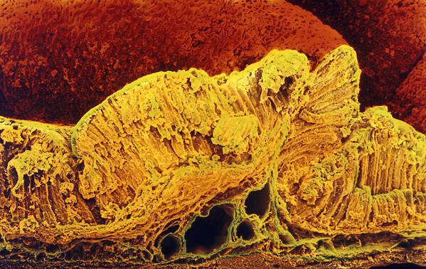 Stomach Art Print featuring the photograph Colour Sem Of Cross-section Through Stomach Wall by Prof Cinti & V. Gremetspl