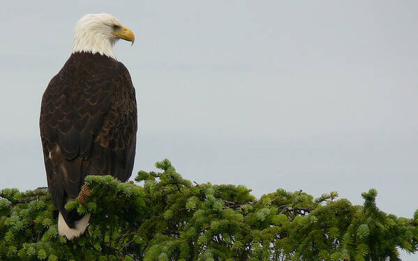 Eagle Art Print featuring the photograph Dawn Patrol by Susan Stephenson