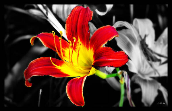 Flower Art Print featuring the photograph Day Lily Reaching Out by Ms Judi