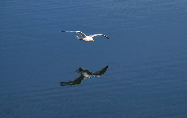 Reflection Art Print featuring the photograph Flying Bird Reflection by Richard Bryce and Family