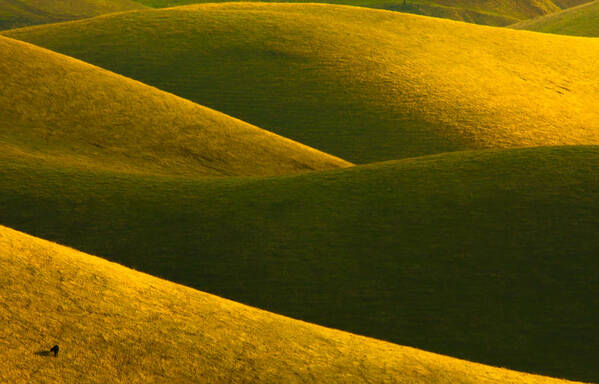 Landscape Art Print featuring the photograph Four Curves Two Hundred Trillion Blades Of Grass And One Cow A Natural Abstract by Marc Crumpler