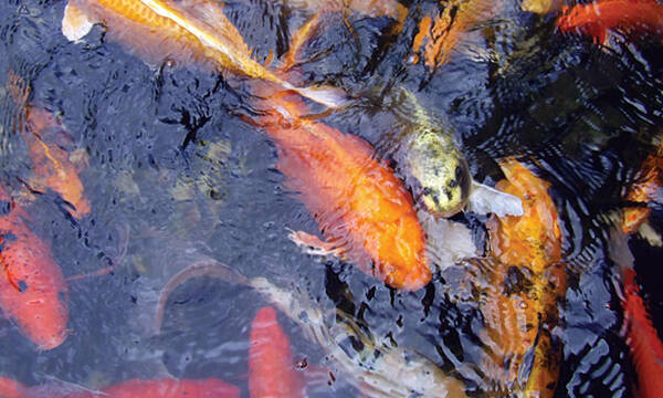 Koi/koi Fish/pond Art Print featuring the photograph Frenzy by Dan Menta