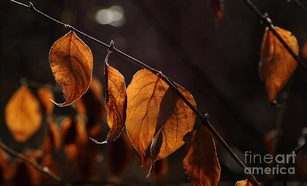 Fall Dry Leaves Light Silhouette Color Brown Yellow Veins Art Print featuring the photograph Golden Leaves by Vilas Malankar