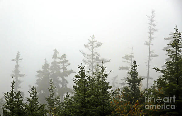 Maine Art Print featuring the photograph Hiding on Mt Ira by Brenda Giasson