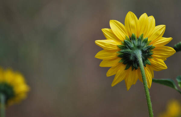 Yellow Sunflowers Art Print featuring the photograph Ignoring You by Amee Cave