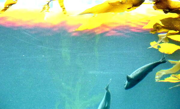 Monterey Bay Aquarium Art Print featuring the photograph Impresstions of a Dream by Amelia Racca
