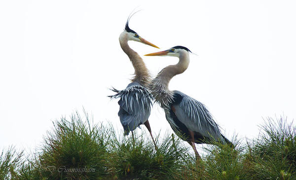 Great Blue Herons Art Print featuring the photograph It Must Be Love by Dorothy Cunningham