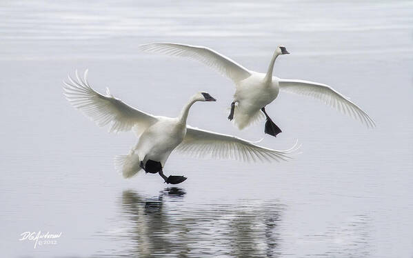 Trumpeter Swans Art Print featuring the photograph Just before splashdown by Don Anderson