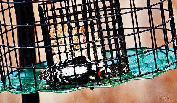 Downy Woodpecker Art Print featuring the photograph Lazy Bird by Ed Peterson