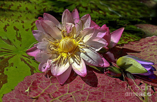 Pink Rose Waterlily Art Print featuring the photograph Lilies No.19 by Anne Klar