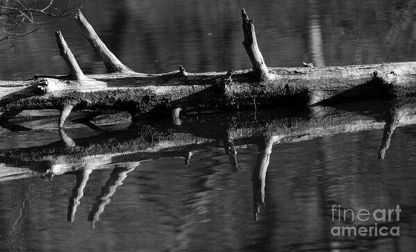 Log Art Print featuring the photograph Log in Water by JT Lewis