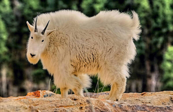 Mountain Goat Art Print featuring the photograph Mountain Goat by Paul Svensen