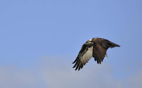 Osprey Art Print featuring the photograph Osprey On The Move by Christine Stonebridge