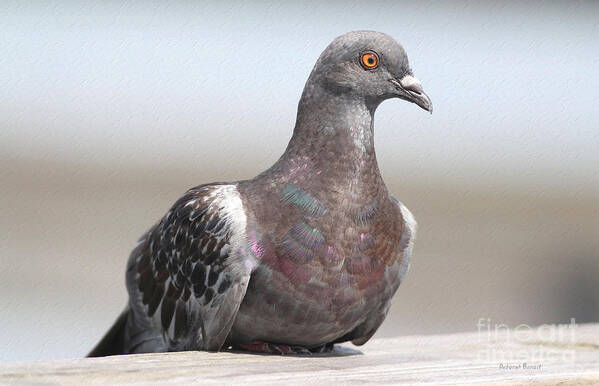 Pigeon Art Print featuring the photograph Perched On The The Dock Of The Bay by Deborah Benoit