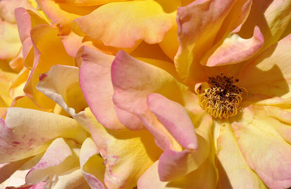 Yellow Rose Art Print featuring the photograph Petal Profusion by Sandy Fisher