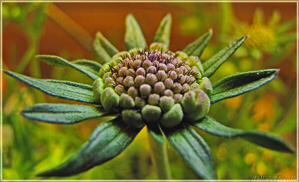 Flowers Art Print featuring the photograph Pinchshin bud by Debbie Portwood