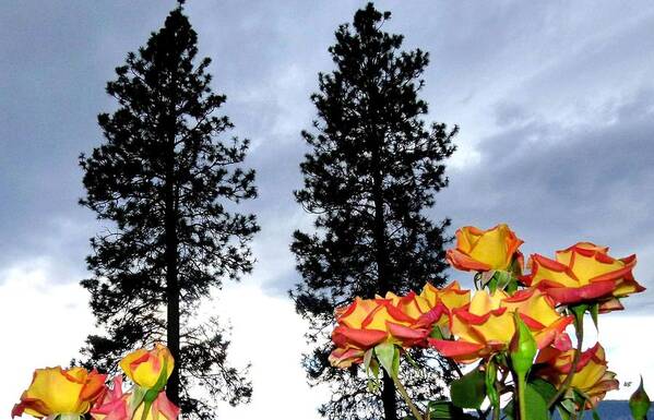 Pine Trees Art Print featuring the photograph Pine Trees And Roses by Will Borden