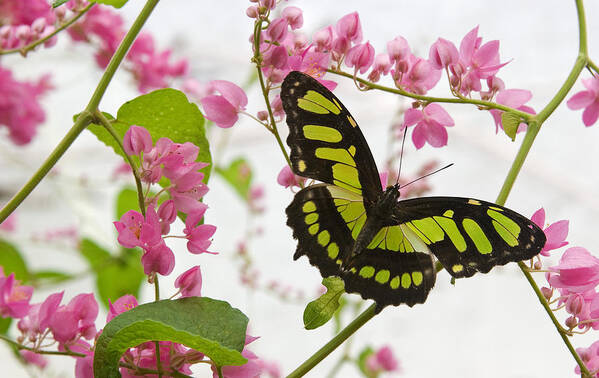 Malachite Butterfly Art Print featuring the photograph Pink and Green by Max Waugh