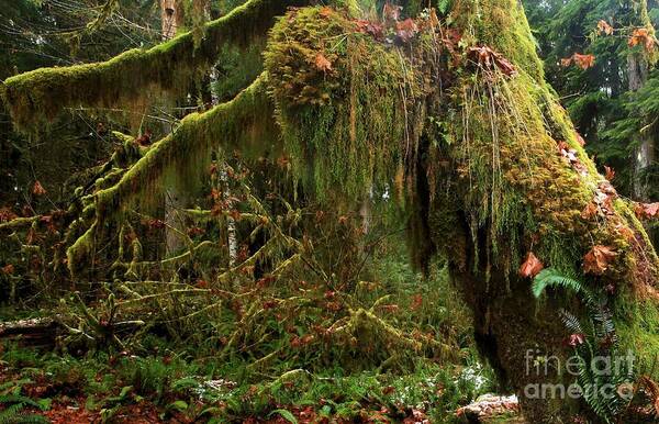 Hoh Rainforest Art Print featuring the photograph Rainforest Jaws by Adam Jewell