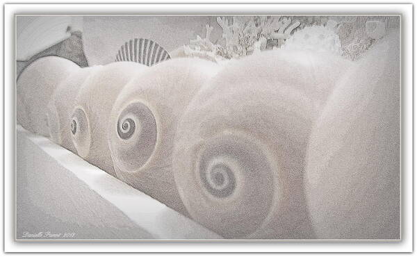 Seashell Framed Prints Art Print featuring the photograph Snow Babies by Danielle Parent