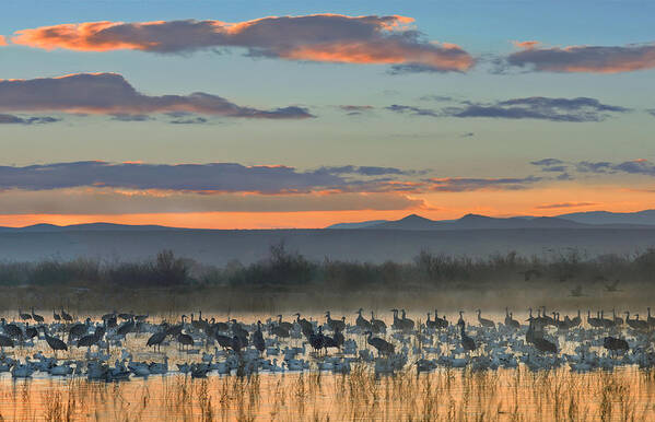 00175192 Art Print featuring the photograph Snow Goose And Sandhill Crane by Tim Fitzharris