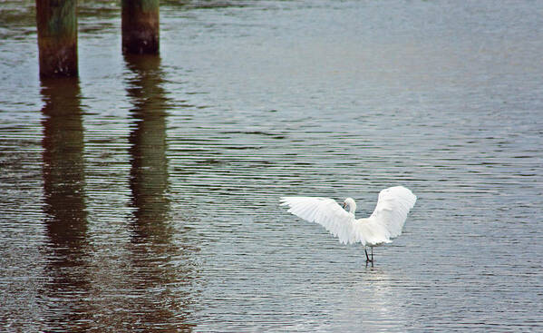 Egret Art Print featuring the photograph Spread your wings by Kelley Nelson