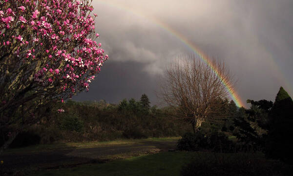 Rainbow Art Print featuring the photograph Spring Rainbow by KATIE Vigil