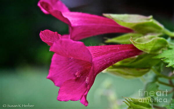 Outdoors Art Print featuring the photograph Team Trumpet by Susan Herber